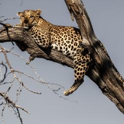 Leopard at Pom Pom Camp