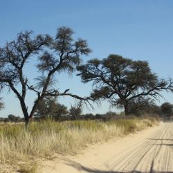 Sandpiste am Mabuasehube Wilderness Trail