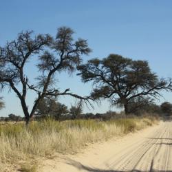 Sandpiste am Mabuasehube Wilderness Trail