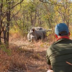Fußpirsch im Matobos Nationalpark in Simbabwe