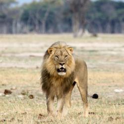 Löwe in den Ngamo Plains