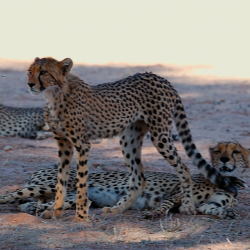 Junge Geparden in der Kalahari © Kalahari Calling UG 