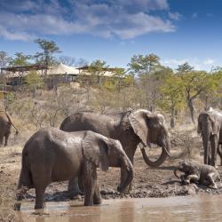 Elefanten am Wasserloch des Elephant Camps