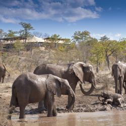 Elefanten am Wasserloch des Elephant Camps