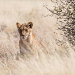 Lioness in the Kalahari 