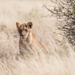 Lioness in the Kalahari 