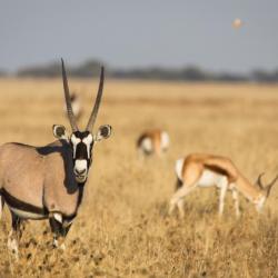 Kalahari 