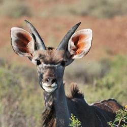 Kudu im Mokala NP - Selbstfahrer Südafrika 