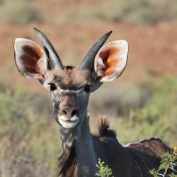 Kudu im Mokala NP - Selbstfahrer Südafrika 