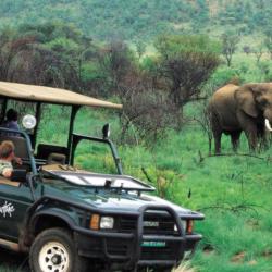 Safarifahrt mit der Kwa Maritane Bush Lodge im Pilanesberg Nationalpark