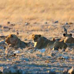 Löwen im Etosha Nationalpark 