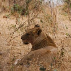 Löwin bei Satara im Krüger Nationalpark 