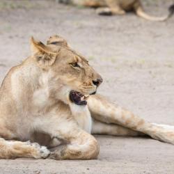 Junge Löwin im Chobe NP