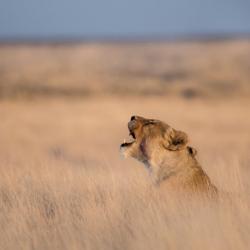 Löwen im Onguma Game Reserve