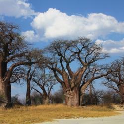 Baines Baobabs in der Trockenzeit