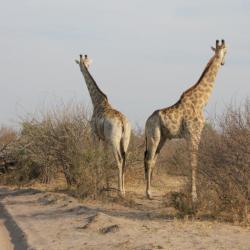 Giraffen