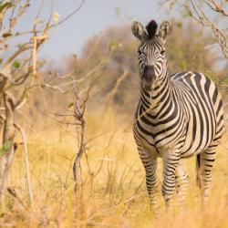 Zebra im Moremi Game Reserve