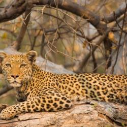 Leopard am Khwai 