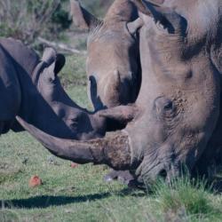 Nashörner, Gondwana Game Reserve