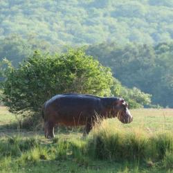 Nilpferd am Zambesi