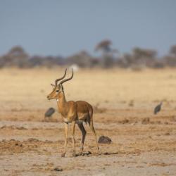 Impala am Nxai Pan Waterhole