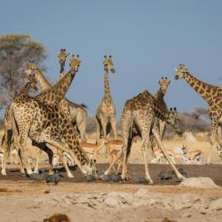 Nxai Pan Waterhole