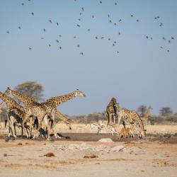 Nxai Pan Waterhole