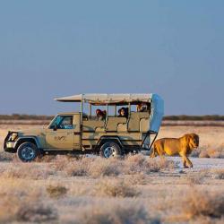Okaukuejo Camp, Löwensichtung in Etosha Gamedrive 