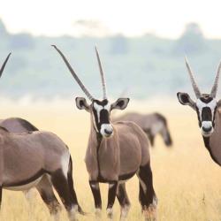 Oryxantilopen im Kalahari Game Reserve