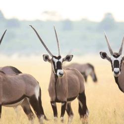 Oryxantilopen im Kalahari Game Reserve