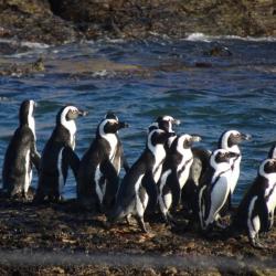 Pinguine - Bootstour in Lüderitz, Namibia 