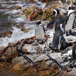Pinguine in Bettys Bay