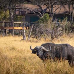 Rra Dinare bedeutet "Herr Büffel" in Tswana