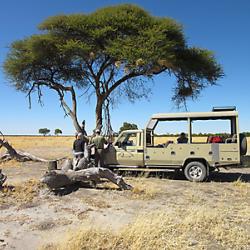Safarifahrten im offenen Fahrzeug im Moremi und Khwai Gebiet