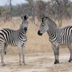 Savannenlandschaft im Kazuma Forest Reserve - Safari Abenteuer Botswana