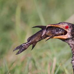 Vögel jagen an der Chobe Riverfront