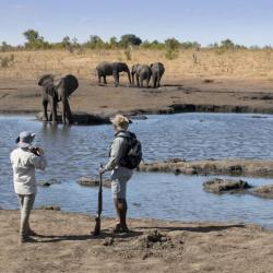 Somalisa Expeditions Safari zu Fuß