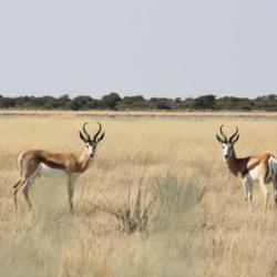 Springböcke in der Moreswe Pan, Botswana 