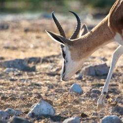 Springbock in der Etosha Pfanne 