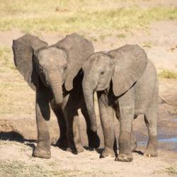 Baby Elefanten im Hwange Nationalpark im Simbabwe © Bruce Taylor 