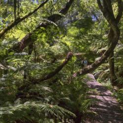 Tsitsikamma Forest 