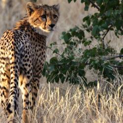 Gepard im Tuli Reserve