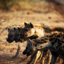 Hyänen im Tuli Reserve - Copyright Tuli Safari Lodge