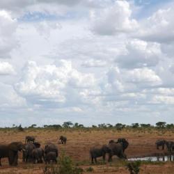 Verney's Camp Hwange NP - Elefanten am Wasserloch