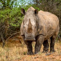 Nashorn am Waterberg Plateau 