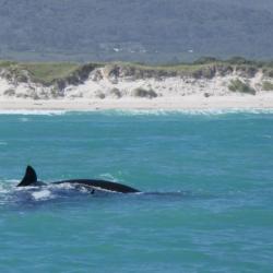 Auf Whale Watching Tour mit Marine Dynamics 
