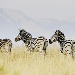 Zebras auf Tomjachu