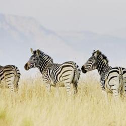 Zebras auf Tomjachu