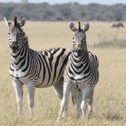 Zebras 