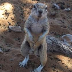 Erdhörnchen besuchen die campsites